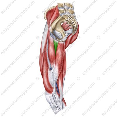 Adductor brevis muscle (m. adductor brevis)